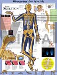 Blueprint for Health Your Skeleton Anatomical Chart